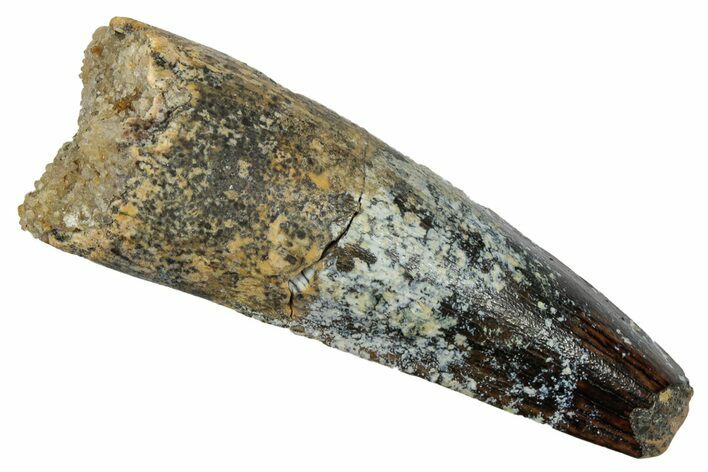 Fossil Spinosaurus Tooth - Real Dinosaur Tooth #345477